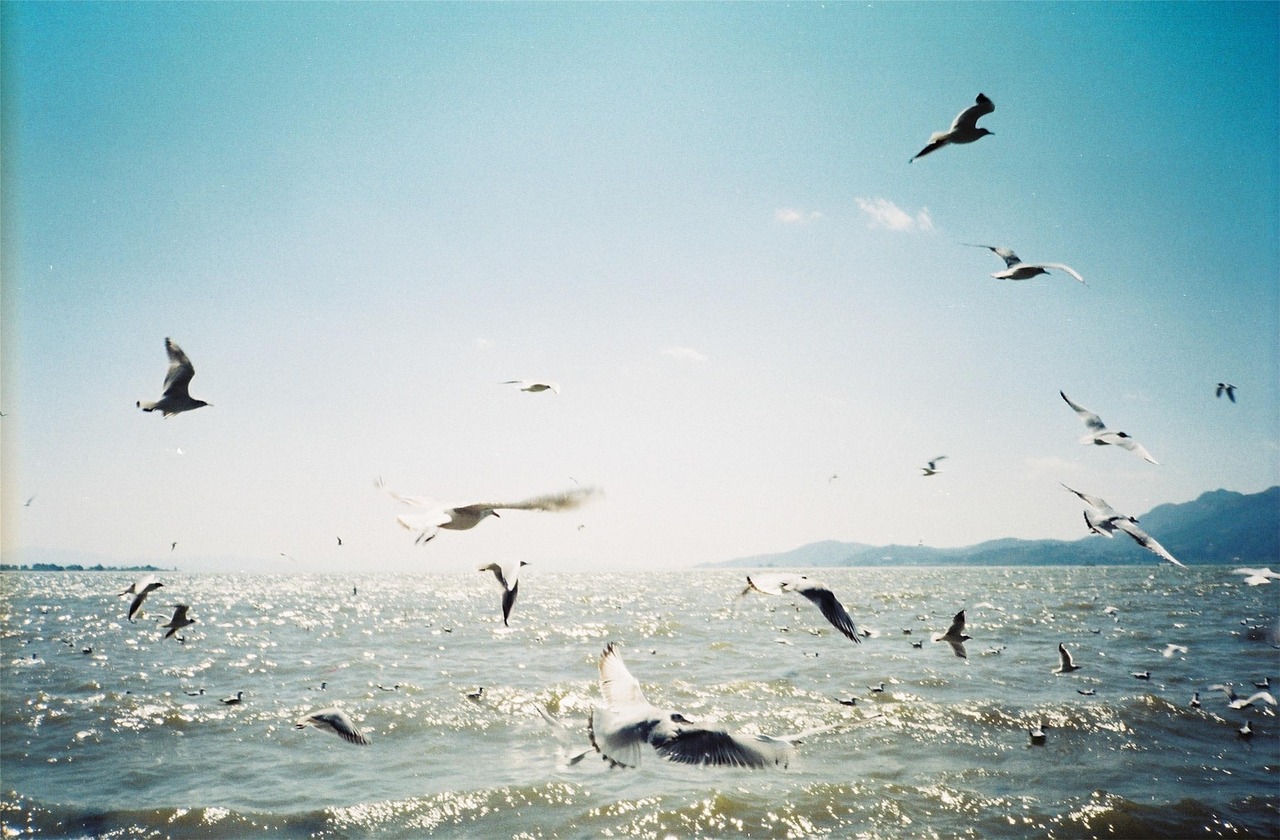 翠湖观鸥 · Gulls at Green Lake