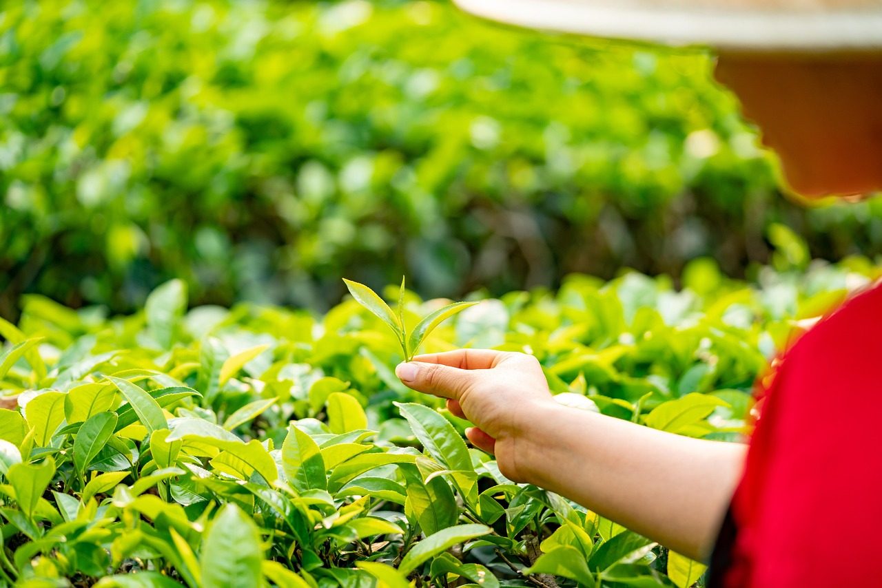 采茶 · Tea Picking