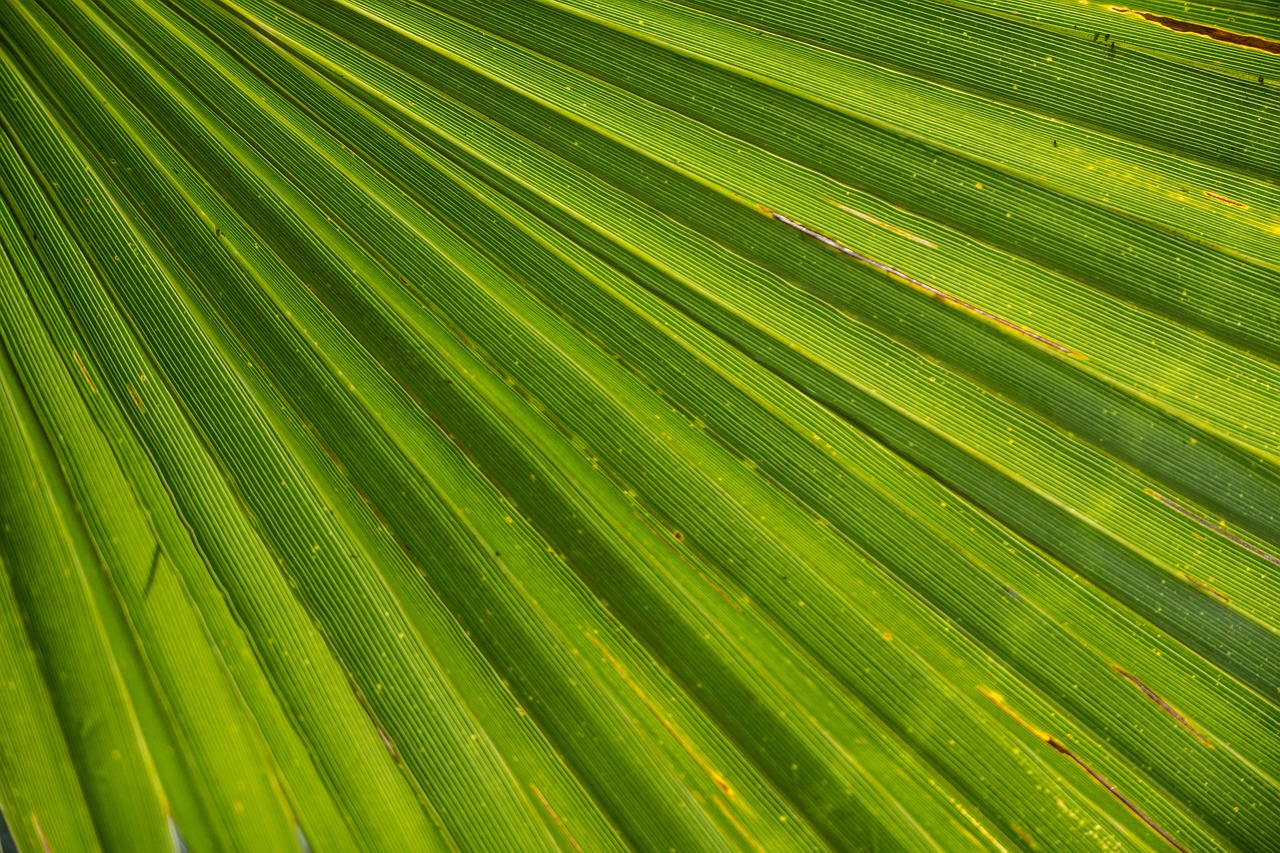棕榈叶影 · Palm Fronds