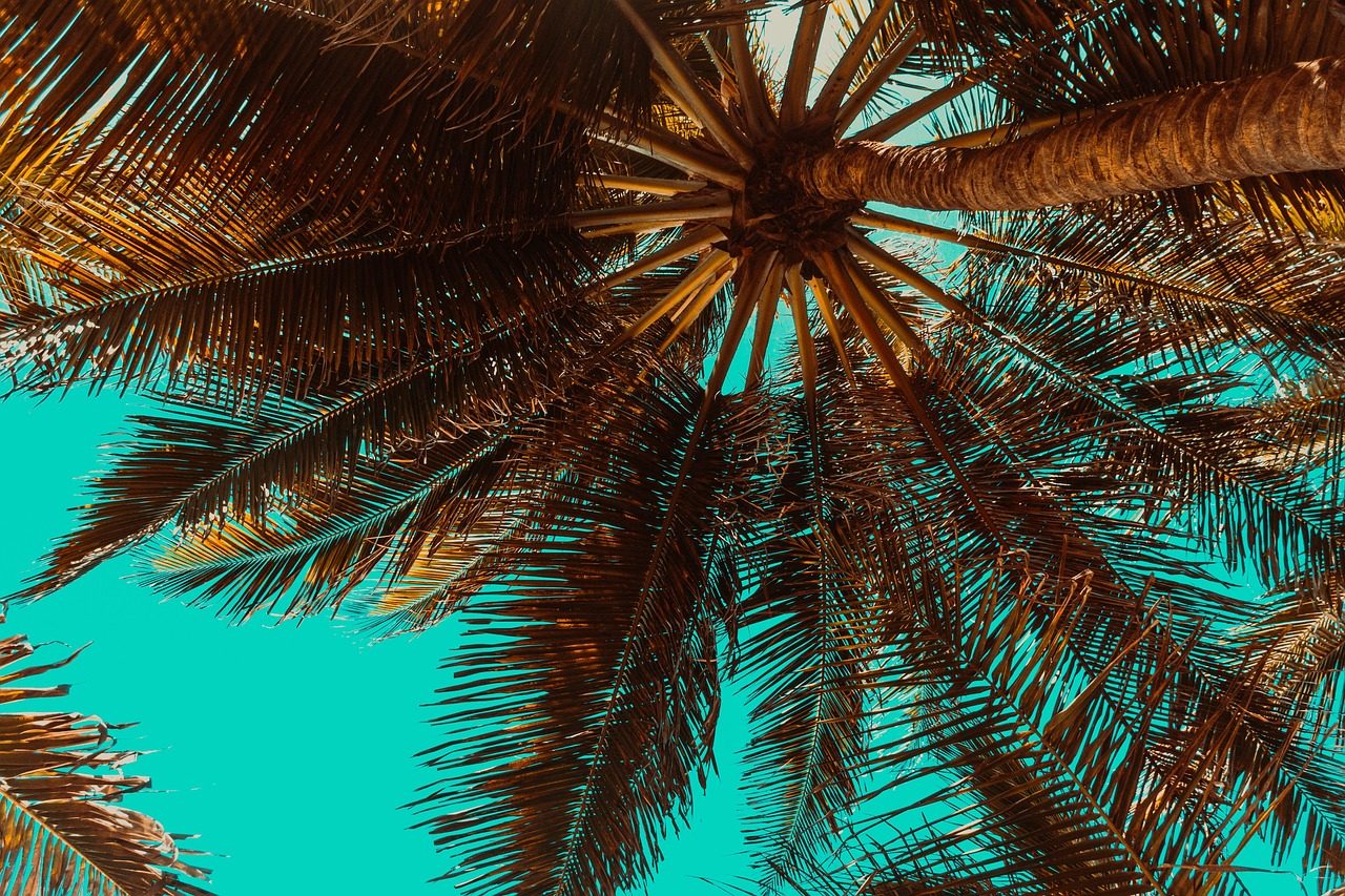 椰树青空 · Palms and Blue Sky